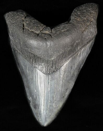 Bargain, Fossil Megalodon Tooth #57294